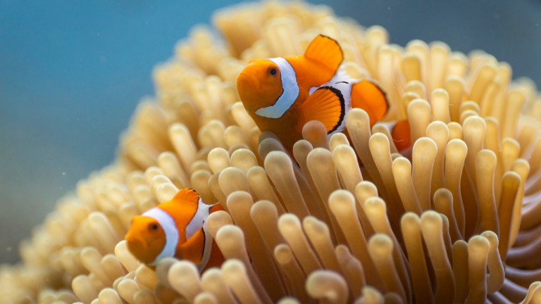 A clown anemonefish on a coral reef in Raja Ampat, Indonesia.