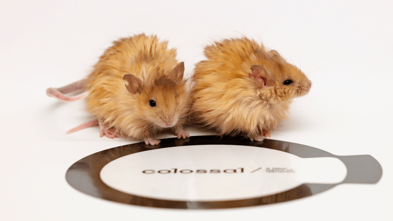 Woolly mice inspire jurassic park